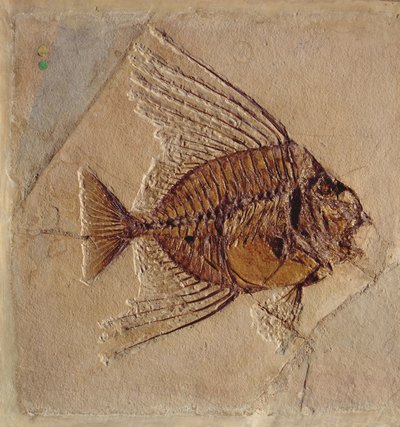 Fish (fossil) by Prehistoric